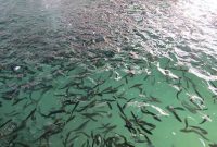 رهاسازی ۷۱۰ هزار بچه ماهی بومی در رودخانه کارون