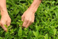 ساخت ماشین برداشت چای و نشاکار برنج برای نخستین بار در کشور