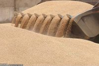 واردات ۹۰۸ هزار تن گندم از طریق بندر امام به کشور