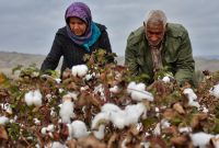 کشور تا دو سال دیگر در تولید پنبه خودکفا می شود