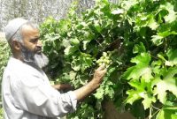 افزایش ۲۰ درصدی برداشت انگور در هرات نسبت به سال گذشته