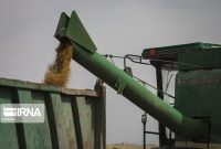 افزایش ۲۰۲ درصدی ارزش گندم‌های خریداری شده در کشور