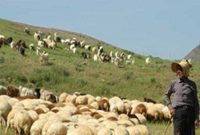 امروز و فردا ۲۵ هزار دام عشایر در میادین دام تهران عرضه می شود