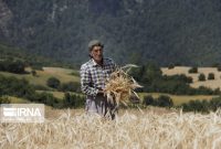 با وجود خشکسالی‌ها افزایش تولید گندم در سال جاری محقق شد