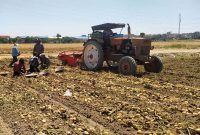 برداشت زودهنگام سیب زمینی از مزارع اردبیل آغاز شد
