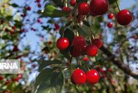 برداشت چهار هزار تُن آلبالو از باغات شهرستان ملایر پیش‌بینی می‌شود