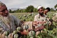 تحریم؛ چالشی پیش‌روی طالبان برای مبارزه با مواد مخدر در افغانستان