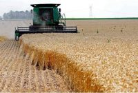 خرید تضمینی گندم در اصفهان نسبت به سال گذشته ۱۰۰درصد افزایش یافت