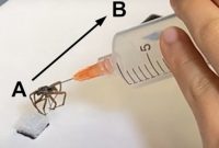 ساخت بازوی رباتیک با استفاده از عنکبوت مرده