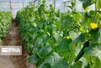 سالانه ۱۰ هزار تن سبزی و سیفی در گلخانه‌های آذربایجان غربی تولید می‌شود
