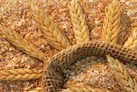 ستاد تنظیم بازار قیمت عادلانه برای سبوس تعیین کند