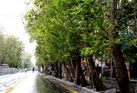 ماموریت دادستان تهران برای بررسی علل خشک شدن همزمان تعدادی اصله درخت در خیابان ولیعصر ماموریت دادستان تهران برای بررسی علل خشک شدن همزمان تعدادی اصله درخت در خیابان ولیعصر