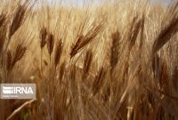 مدیر جهادکشاورزی میامی: بیش از ۲۰ هزار تن گندم از کشاورزان خریداری شد