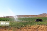 معاون آب منطقه ای همدان: کشاورزان استان از کشت دوم پرهیز کنند