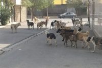 پایان پرسه سگ‌های ولگرد مطالبه شهروندان در دماوند