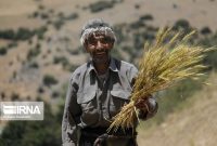 پرداخت همه مطالبات گندمکاران تا هفته آینده/ خرید تضمینی گندم به مرز ۵ میلیون تن رسید