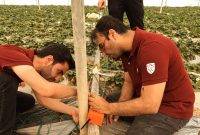 پیاده‌سازی سامانه هوشمند گلخانه‌ای توسط محققان دانشگاه شهید چمران اهواز