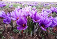 کاهش ۵۰ درصدی تولید زعفران در سال زراعی جاری