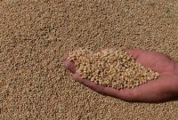 کشف انبار احتکار گندم به ارزش ۵۵۵ میلیارد تومان/مجازات سنگین برای محتکران کالاهای اساسی