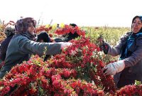 ۱۰ هزار صندوق اعتبار محلی ایجاد می‌شود