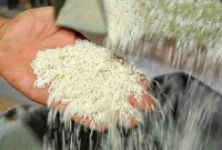 ۲ اقدام استراتژیک دولت برای کاهش قیمت برنج در بازار/ قیمت‌ها بزودی اعلام می‌شود
