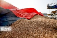 ۷۲ هزار تن گندم مازاد کشاورزان در خراسان رضوی خریداری شد