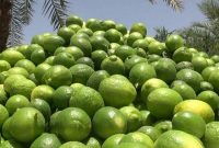 افزون بر ۷ هزار تن لیمو ترش در سیستان و بلوچستان برداشت شد