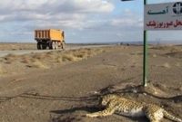 بازگشت مادر یوزپلنگ تلف شده به جاده پرحادثه عباس آباد/ نگرانی از تکرار حادثه ای دیگر بازگشت مادر یوزپلنگ تلف شده به جاده پرحادثه عباس آباد/ نگرانی از تکرار حادثه ای دیگر
