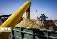 برداشت گندم با ۸۳ هزار تن خرید تضمینی در مازندران به پایان رسید