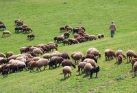 بررسی ابعاد صادرات دام/ ضرورت خروج دام مازاد از مراتع جهت حفظ منابع طبیعی‌