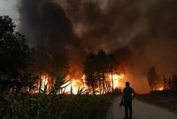 بیش از یک صد هکتار از جنگل‌های پرتغال امسال در آتش سوخت
