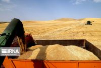 خرید تضمینی گندم از ۷ میلیون تن گذشت/ سال آینده در تولید گندم به پایداری می‌رسیم