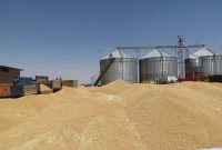 خرید تضمینی گندم در استان همدان به ۲۹۸ هزار تن رسید
