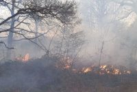 دامنه آتش سوزی جنگل‌های کوه لار در باشت ۶ هکتار اعلام شد