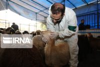 دستورالعملهای بهداشتی ذبح دام در مراسم تاسوعا و عاشورا اعلام شد دستورالعملهای بهداشتی ذبح دام در مراسم تاسوعا و عاشورا اعلام شد