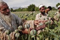 روسیه: تولید مواد مخدر در افغانستان طی ۲۱ سال گذشته ۴۰ برابر شد