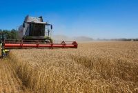 رییس جهاد کشاورزی لرستان: ۲۶۰ هزار تن گندم از کشاورزان خریداری شد