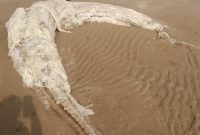 لاشه متلاشی شده یک پستاندار دریایی در ساحل گناوه پیدا شد