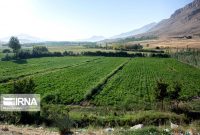 لزوم پیگیری جدی صدور اسناد اراضی کشاورزی در استان‌ها