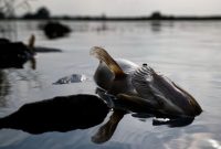 نگرانی برای آینده اروپا در پی مرگ گروهی ماهیان لهستان