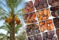 وزارت خارجه آماده کمک به توسعه صادرات خرما است