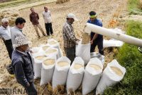 کاهش جدی قیمت برنج در راه است