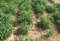 گوجه فرنگی پاییزه در ۱۴۰۰ هکتار از مزارع استان بوشهر کشت شد
