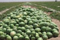۱۰ هزار تُن هندوانه در شهرستان جوین خراسان رضوی برداشت شد ۱۰ هزار تُن هندوانه در شهرستان جوین خراسان رضوی برداشت شد