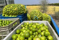 ۱۴۰ هزار تن لیمو ترش از باغات شهرستان جهرم امسال برداشت می‌شود