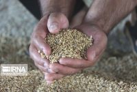 ۲۵ تن گندم فاسد در گالیکش کشف شد