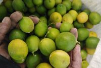 ۶ هزار تن لیمو ترش در سیستان و بلوچستان برداشت شد