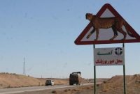 اتفاقات خوب  برای  گذرگاه یوزها در راه است/ جاده «عباس آباد» ایمن می‌شود