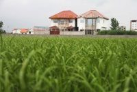 ارز ۴۲۰۰ بیشترین خسارت را به کشاورزی ایران زد/ تغییر کاربری اراضی کشاورزی از سال ۹۷ سرعت گرفت