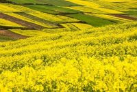 اعلام قیمت تضمینی کلزا و سویا برای سال زراعی ۱۴۰۲-۱۴۰۱